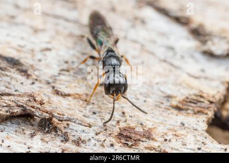 Vespa a testa quadrata (Passaloecus sp.) Foto Stock