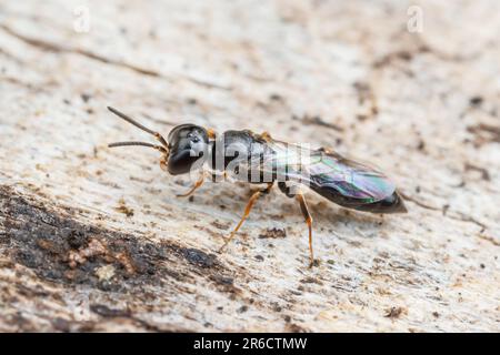 Vespa a testa quadrata (Passaloecus sp.) Foto Stock