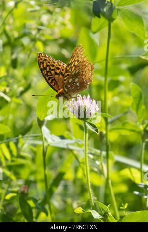 grande farfalla fritta sprangolata su una fioritura di trifoglio Foto Stock