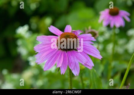 primo piano di un coneflower di echinacea in fiore Foto Stock