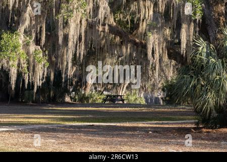 picnic sotto un massiccio antico rovere vivo e muschio spagnolo Foto Stock