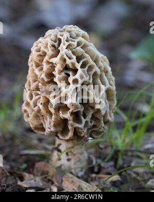 primo piano di funghi porcini Foto Stock