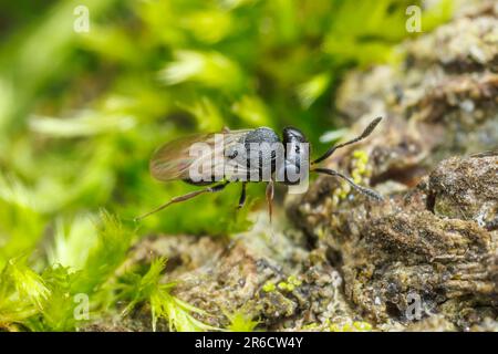 Vespa secelionide (Trissolcus sp.) Foto Stock