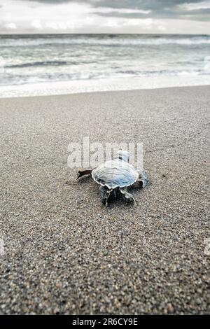 Una tartaruga marina verde appena schiusa fa la sua strada verso il mare per la sua prima nuotata nei Caraibi al Parco Nazionale di Tortuguero in Costa Rica. Foto Stock