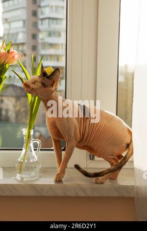 Adorabile gatto Sphynx vicino a fiori primaverili sul davanzale al coperto Foto Stock