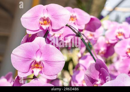 Primo piano di una pianta orchidea di Phalaenopsis chiazzata di rosa. Foto Stock