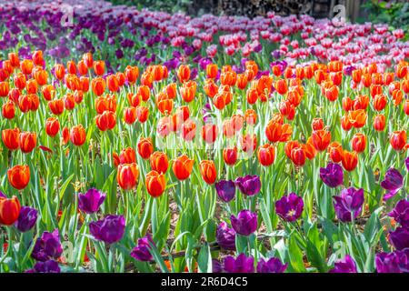 Campo da giardino con tulipani di vari petali di colore arcobaleno luminoso, bel bouquet di colori alla luce del giorno in giardino ornamentale Foto Stock