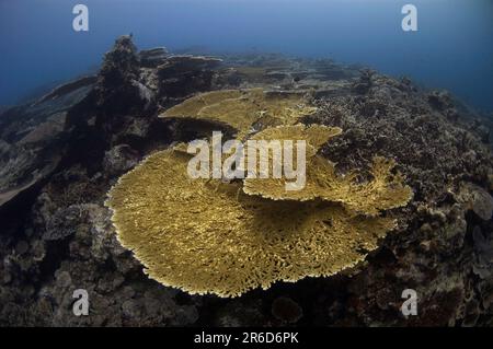Corallo da tavolo, Acropora sp, grandi piatti che crescono sul recente flusso di lava, sito di immersione del flusso di lava, vicino a banda Neira, Provincia di Maluku, Mare di banda, Indonesia Foto Stock