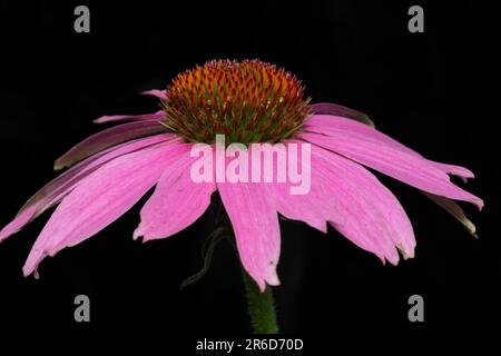 Coneflower viola con sfondo nero naturale. Foto Stock