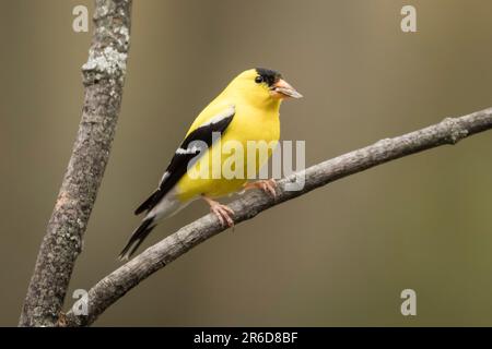 Goldfinch seduto su un ramo. Foto Stock
