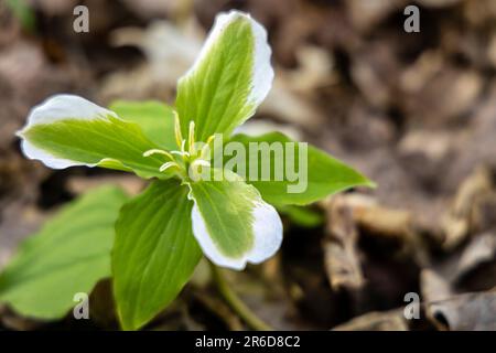 Un trillium verde e bianco con parassita vegetale. Foto Stock