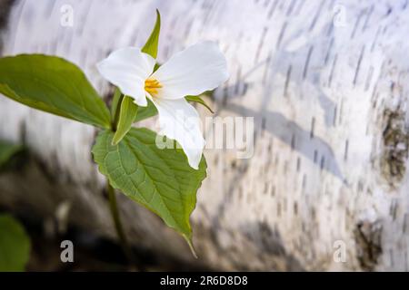 Trillium alla luce del sole accanto alla betulla caduta. Foto Stock