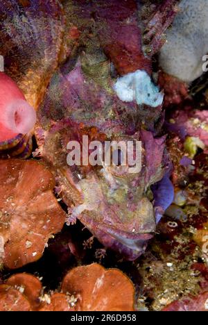 Scorfani, Scorpaenopsis oxicephala, sito di immersione Jiko Yance, Lembeh Straits, Sulawesi, Indonesia, Oceano Pacifico Foto Stock