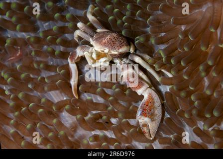 Granchio di porcellana, Neopetrolisthes maculatus, su tappeto gigante Anemone, Stichodactyla gigantea, Kaino's Treasure Dive Site, Lembeh Straits, Sulawesi, Indo Foto Stock