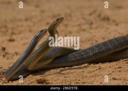 La disputa territoriale del serpente indiano o orientale del ratto (Ptyas mucosa) Foto Stock