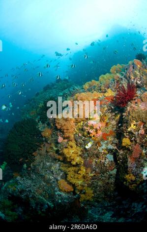 Soft Glomerate Tree Coral, Spongodes sp, con scuola di pesce balsamo Longfin, Heniochus acuminatus, oltre la barriera corallina, sito di immersione Batu Kapal, Lembeh Straits, su Foto Stock