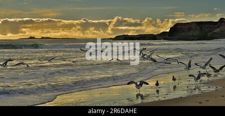 Un gregge di gabbiani che volano proprio sopra l'acqua la spiaggia costiera. Foto Stock