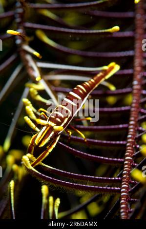 Ambon Crinoid Shrimp, Periclimenes amboinensis, on Crinoids, Comatulida Order, Tanjung Slope Dive site, Lembeh Straits, Sulawesi, Indonesia Foto Stock