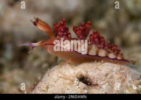 Nudiramazione di Flabellina con linea rossa, Coryphellina rubrolineata, Maluku Divers House Reef Dive site, Ambon, Mare di banda, Indonesia Foto Stock