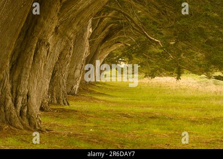 Una fila di cipressi su erba verde. Foto Stock