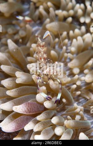 Aggraziato Anemone Shrimp, Ancylomenes venustus, Anemone, TK1 sito di immersione, Lembeh Straits, Sulawesi, Indonesia Foto Stock