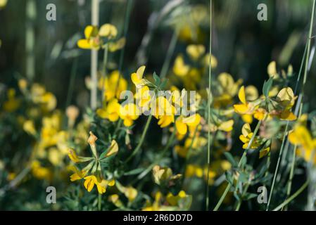 Fiocchi di loto corniculatus, fiori gialli trifoglio di uccello-piede in fuoco selettivo del primo piano del prato Foto Stock