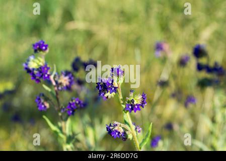 Anchusa officinalis, fiori comuni viola lucido in primo piano prato fuoco selettivo Foto Stock