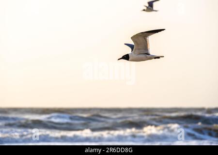 Gabbiani ridenti in volo lungo la costa di Jacksonville Beach, Florida, all'alba. (USA) Foto Stock