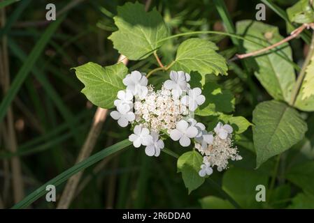 Opulo di viburnum, rosa guelder bianco fiori primo piano selezione fuoco Foto Stock