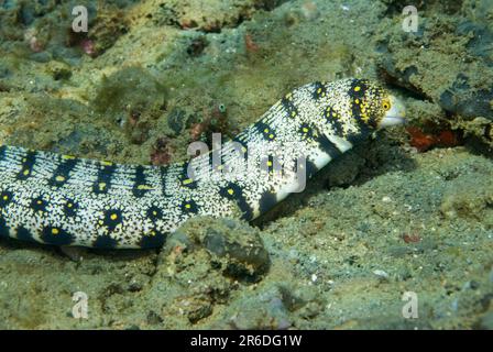 Free-Swimming Snowflake Moray Eel, Echidna nebucosa, Rhino City diving site, Ambon, Provincia di Maluku, Mare di banda, Indonesia Foto Stock