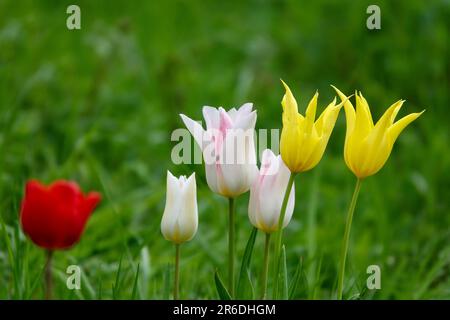 Particolare di fiori di tulipano multicolore di diverse varietà su sfondo verde. Colorati fiori di tulipano. Concetto di primavera e giardinaggio. Foto Stock