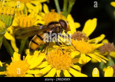 Volucella inanis hoverfly Foto Stock