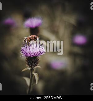 ape di miele che prende nettare dalla pianta scozzese del thistle in scozia Foto Stock