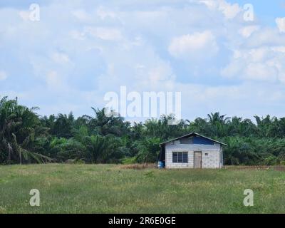 Piccola casa sul prato nella foresta. Casa solitaria in un campo verde. Un cottage abbandonato circondato da palme. Vista rurale di piccola cabina An Foto Stock