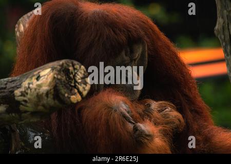 Orangutan timido seduto su un ramo, primo piano immagine di sfondo con copia spazio per il testo Foto Stock