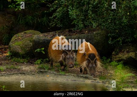 Due Un Hogs del fiume rosso che cammina attraverso il fango, copia lo spazio per il testo Foto Stock