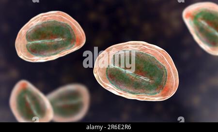 Threadworm (Enterobius vermicularis) uova contenenti larve di worm, illustrazione del computer. Trichine sono nematodi che parasitize la grande inte Foto Stock