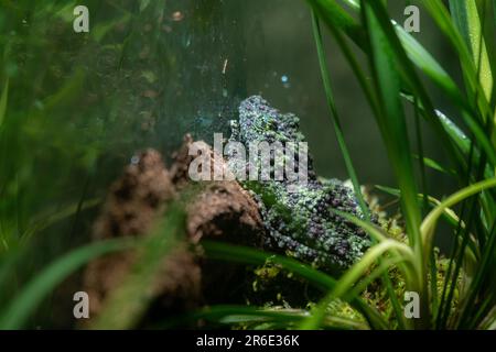 Theloderma corticale (rana mossy vietnamita) sul muschio, rana mossy sulle foglie con sfondo nero, messa a fuoco selettiva con spazio di copia Foto Stock
