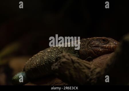 Caiman Lizard settentrionale sul tronco, Dracaena guianensis, focus selettivo con spazio copia Foto Stock