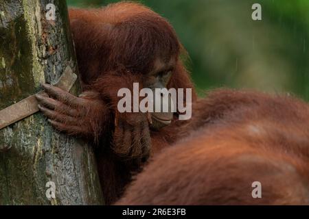 Orangutan timido che posa sull'erba durante il giorno piovoso, copia spazio per il testo Foto Stock