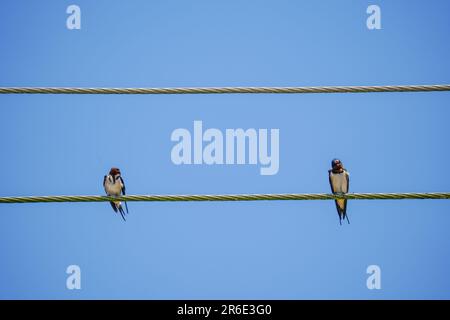 Fienile Swallows su filo sotto sfondo cielo blu. Due rondini a filo appollaiati sul cavo. Uccelli seduti e riposarsi nella soleggiata giornata estiva Foto Stock