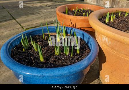 Primo piano di germogli verdi di bulbi che crescono in un contenitore contenitore contenitore contenitori pentole in primavera Inghilterra Regno Unito Regno Unito Gran Bretagna Foto Stock