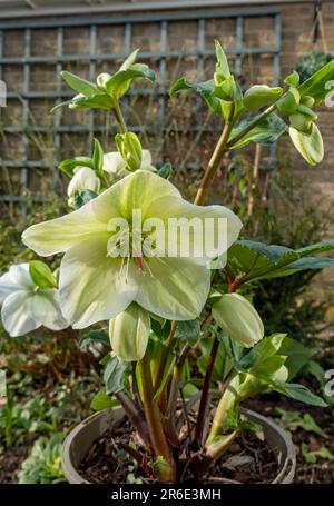 Primo piano di Natale lenten Rose Hellebore 'Ice n Roses' crema fiori piante fiorite pianta in primavera Inghilterra Regno Unito Gran Bretagna Foto Stock