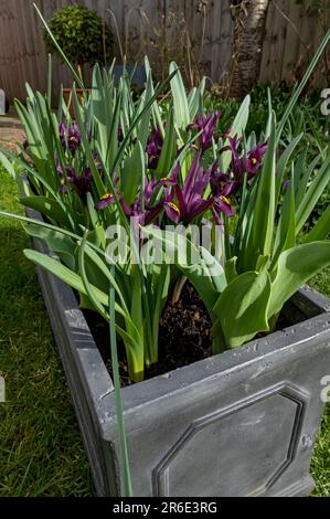 Primo piano di nani iris iris 'George' reticolata fiori di fiori viola che crescono in un contenitore di conca di bulbi misti in primavera Inghilterra Regno Unito Gran Bretagna Foto Stock