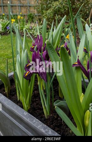 Primo piano di nani iris iris 'George' reticolata fiori di fiori viola che crescono in un contenitore di conca di bulbi misti in primavera Inghilterra Regno Unito Gran Bretagna Foto Stock