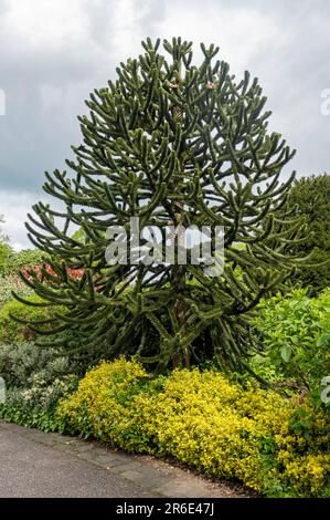 Giovane albero puzzle scimmia araucaria araucana crescere in un parco pubblico giardino in estate York North Yorkshire Inghilterra Regno Unito GB Gran Bretagna Foto Stock