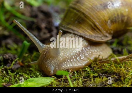 Helix pomatia anche lumaca romano, Borgogna, lumaca lumaca commestibili o escargot, è una specie di grande, commestibili, aria-terra che respira lumaca, un pulmo terrestre Foto Stock