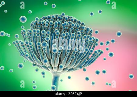 Fungo di Aspergillus, illustrazione del calcolatore. Questo è un fungo tossico che causa malattie negli esseri umani. Questi includono infezioni fungine dell'orecchio, del polmone e della pelle ( Foto Stock