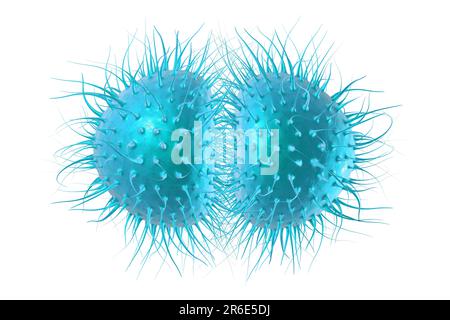 Meningite batterica (Neisseria meningitidis), illustrazione del computer. N. meningitidis sono diplococchi gram-negativi (batteri sferici disposti in coppia Foto Stock