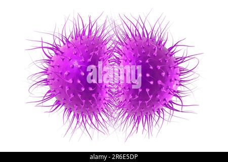 Meningite batterica (Neisseria meningitidis), illustrazione del computer. N. meningitidis sono diplococchi gram-negativi (batteri sferici disposti in coppia Foto Stock